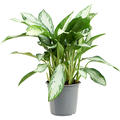 Aglaonema 'Emerald Bay', Tuff, im 24cm Topf, Hhe 70cm, Breite 40cm