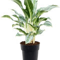 Aglaonema 'Emerald Stone', Tuff, im 19cm Topf, Hhe 50cm, Breite 40cm