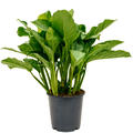 Aglaonema 'Freedman', Tuff, im 24cm Topf, Hhe 80cm, Breite 40cm