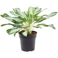 Aglaonema 'Golden Bay', Tuff, im 21cm Topf, Hhe 50cm, Breite 45cm