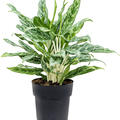 Aglaonema 'Greyhound', Tuff, im 19cm Topf, Hhe 50cm, Breite 40cm