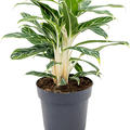 Aglaonema 'Ivy Green', Tuff, im 19cm Topf, Hhe 45cm, Breite 45cm