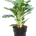 Aglaonema 'Jungle Silver', Tuff, im 19cm Topf, Hhe 60cm, Breite 45cm