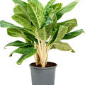 Aglaonema 'King of Siam', Tuff, im 24cm Topf, Hhe 65cm, Breite 40cm