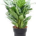 Aglaonema 'Laurel Green', Tuff, im 19cm Topf, Hhe 70cm, Breite 45cm