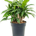 Aglaonema 'Maria', Tuff, im 19cm Topf, Hhe 35cm, Breite 40cm