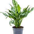 Aglaonema 'Miss Julliete', Tuff, im 17cm Topf, Hhe 50cm, Breite 30cm