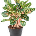 Aglaonema 'Orange Flame', Tuff, im 19cm Topf, Hhe 50cm, Breite 40cm