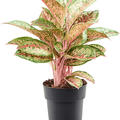 Aglaonema 'Painted Celebration', Tuff, im 19cm Topf, Hhe 50cm, Breite 40cm