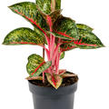 Aglaonema 'Paradise Red', Tuff, im 19cm Topf, Hhe 50cm, Breite 35cm