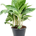 Aglaonema 'Pearl', Tuff, im 24cm Topf, Hhe 70cm, Breite 40cm