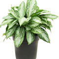 Aglaonema 'Silver Bay Compact', Busch, im 21cm Topf, Hhe 50cm, Breite 50cm