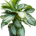 Aglaonema 'Silver Bay', Tuff, im 24cm Topf, Hhe 65cm, Breite 60cm