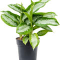 Aglaonema 'Silver Moon', Tuff, im 21cm Topf, Hhe 40cm, Breite 35cm