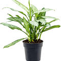 Aglaonema 'Silver Queen', Tuff, im 19cm Topf, Hhe 50cm, Breite 30cm