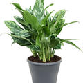 Aglaonema 'Splash', Tuff, im 24cm Topf, Hhe 70cm, Breite 40cm