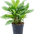 Aglaonema 'Stripes', Tuff, im 30cm Topf, Hhe 80cm, Breite 65cm