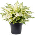 Aglaonema 'White Kiwi', Tuff, im 19cm Topf, Hhe 45cm, Breite 45cm