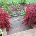 Ahorn, Dunkelroter japanischer Schlitz-Ahorn 'Garnet', Acer palmatum 'Garnet'