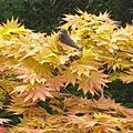 Ahorn, Japanischer Goldahorn 'Aureum', Acer shirasawanum 'Aureum'
