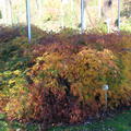 im Garten etablierte Pflanze im Herbstgewand