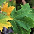 Acer platanoides Bltter im Herbst