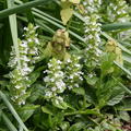Ajuga genevensis-Hybride 'Naumburg' 
