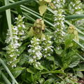 Ajuga Genevensis-Hybride 'Naumburg' 