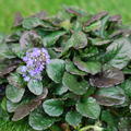 Ajuga reptans Black Scallop