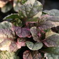 Ajuga reptans 'Burgundy Glow'