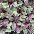 Ajuga reptans 'Burgundy Glow', Ajuga reptans 'Burgundy Glow'