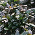 Ajuga Chocolate Chip