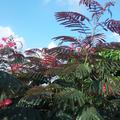 Seidenbaum 'Evey's Pride' (Albizia julibrissin 'Eve's Pride')