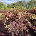 Seidenbaum, Albizia Summer Chocolate, BZ