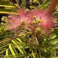 Seidenbaum, Albizia Tropical Dream, BZ