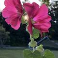 Alcea ficifolia, Alcea ficifolia