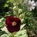 Stockrose 'Nigra', Alcea rosea 'Nigra' 