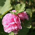 Stockrose 'Pleniflora' rosa