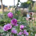Alcalthaea x suffrutescens 'Parkrondell'