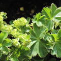 Alchemilla faeroensis ssp. pumila