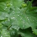 Alchemilla xanthochlora, Alchemilla xanthochlora