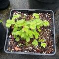 Allackerbeere 'Marika', Rubus arcticus 'Marika'