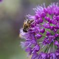 Allium Lavender Bubbles, Berglauch Lavender Bubbles