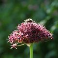 Allium atropurpureum mit Biene