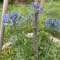 Allium caeruleum, Allium caeruleum
