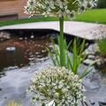 Allium nigrum , Allium nigrum 