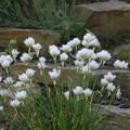 Allium schoenoprasum 'Corsican White'
