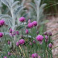 Allium schoenoprasum 'Forescate'