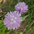 Allium schoenoprasum, Allium schoenoprasum