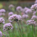 Allium senescens 'Summer Beauty'